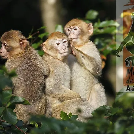 La Forêt Enchantée - Cozy Immo Appartement